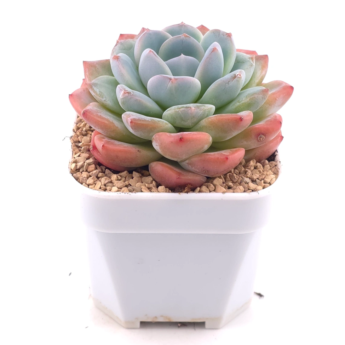 Echeveria ‘Star Mark’ | 全明星 thumbnail 2