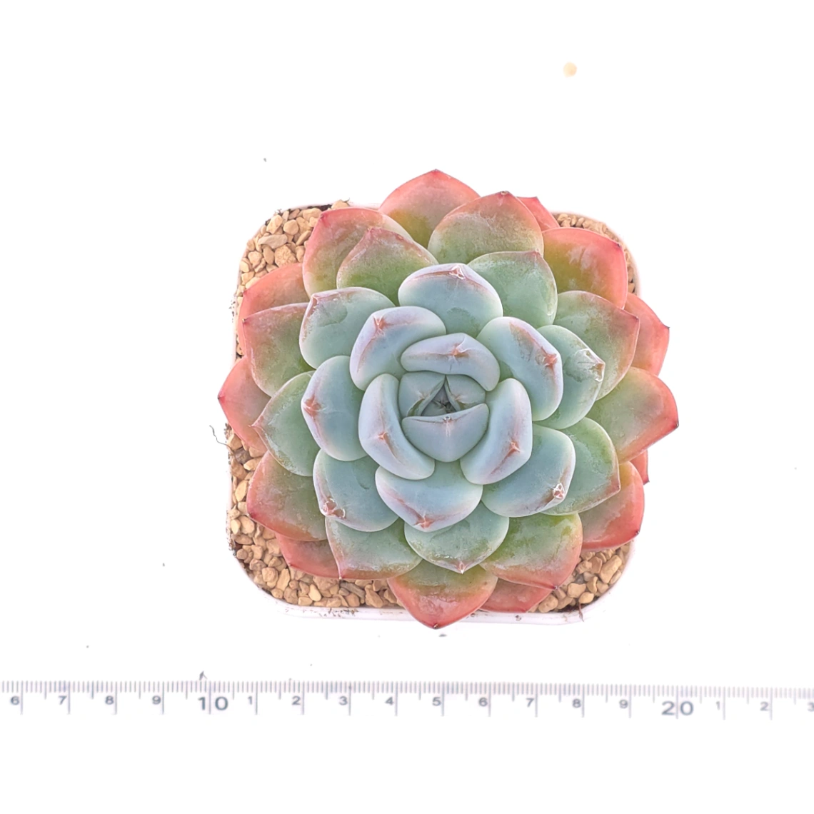 Echeveria ‘Star Mark’ | 全明星 thumbnail 4