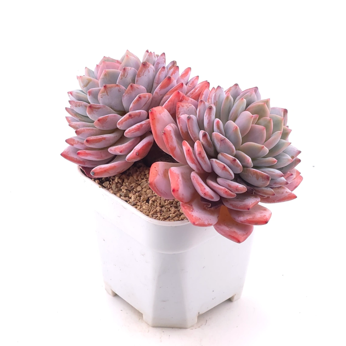 Echeveria ‘Star Orange’ | 星星橙 thumbnail 2