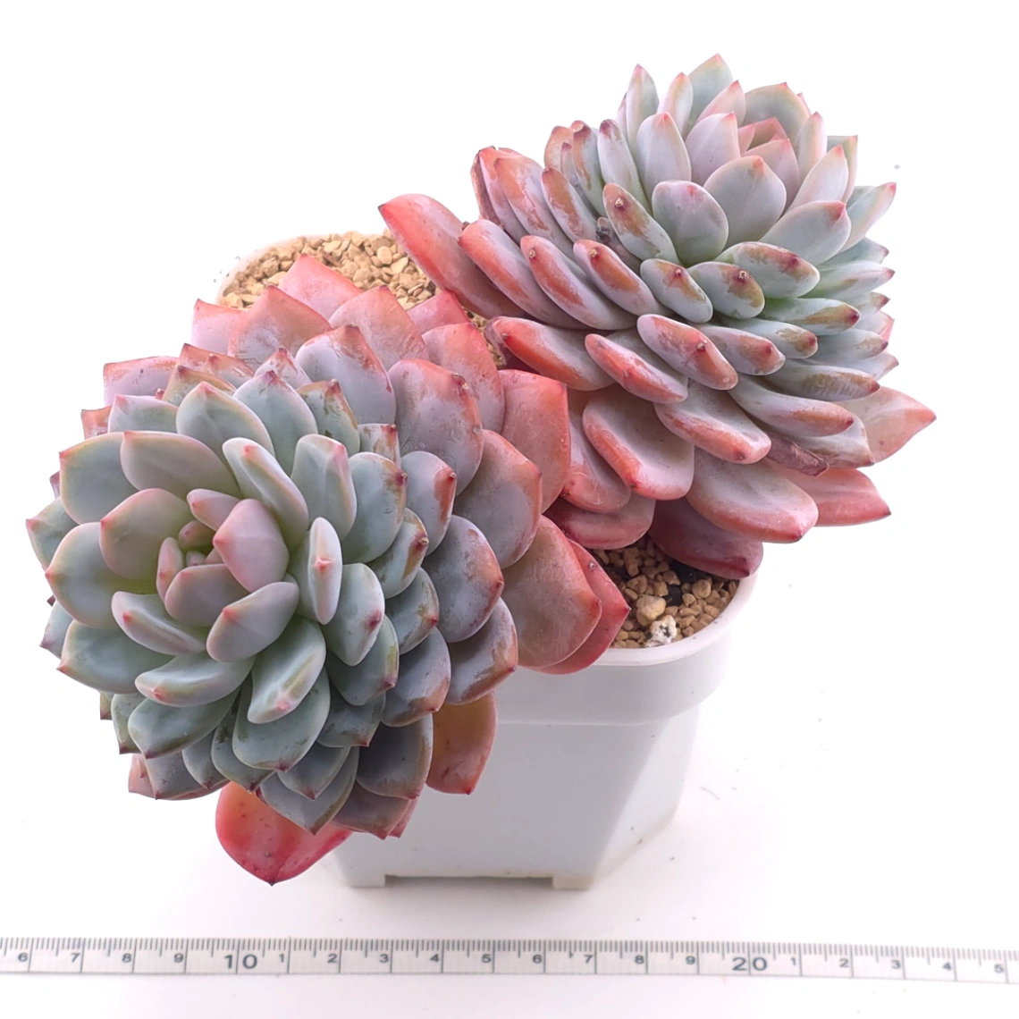 Echeveria ‘Star Orange’ | 星星橙 thumbnail 3