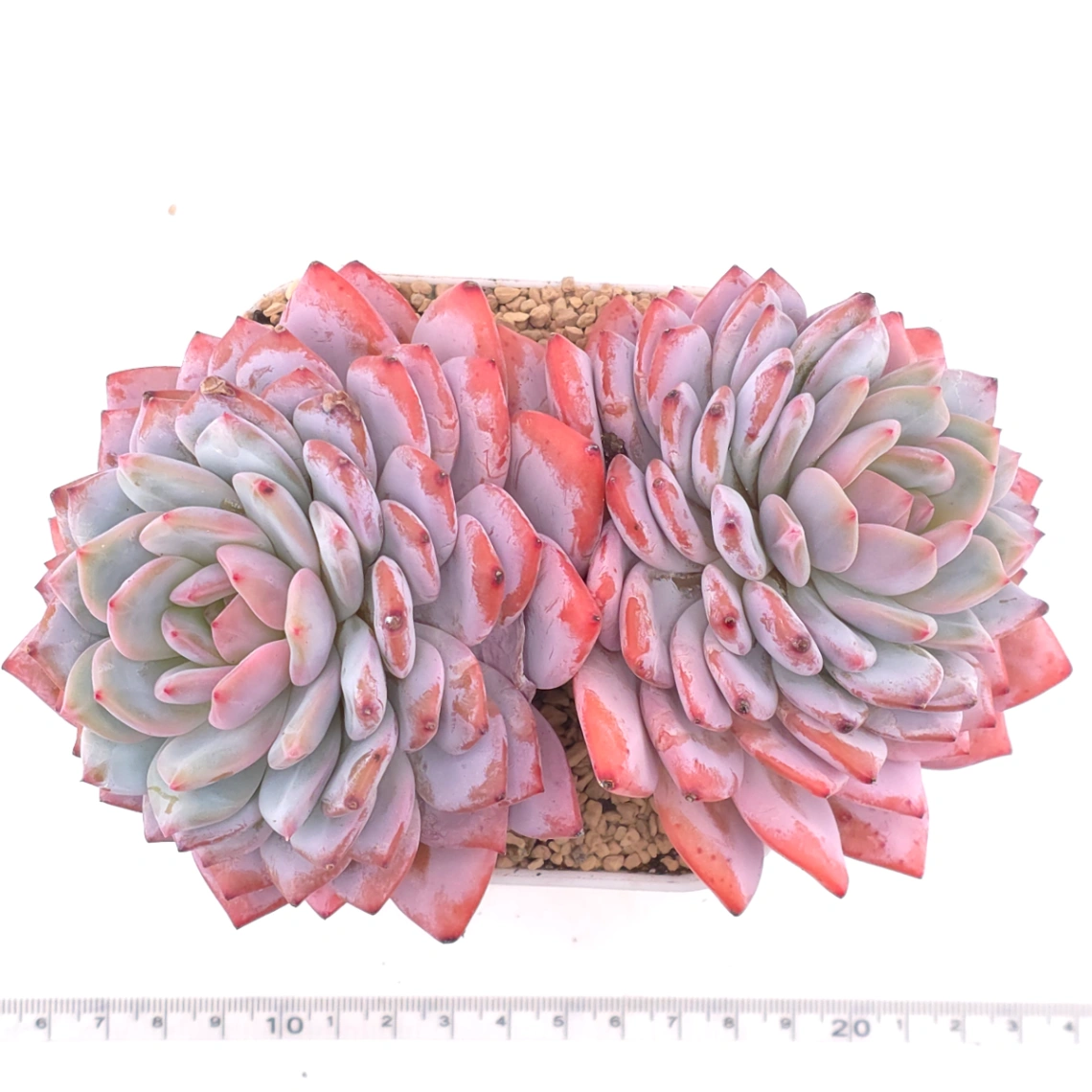 Echeveria ‘Star Orange’ | 星星橙 thumbnail 4