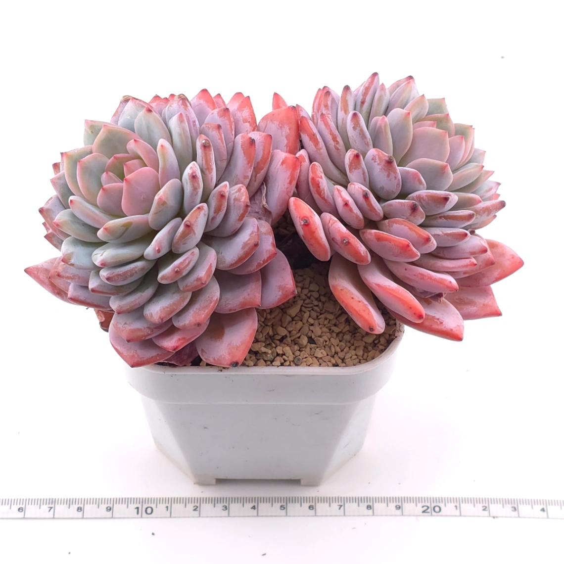 Echeveria ‘Star Orange’ | 星星橙 thumbnail 3