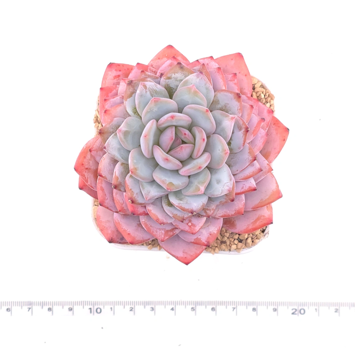 Echeveria ‘Star Orange’ | 星星橙 thumbnail 4