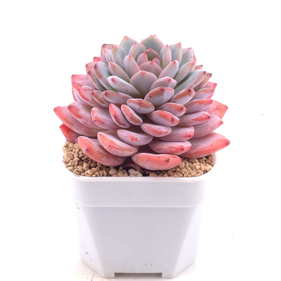 Echeveria ‘Star Orange’ | 星星橙 thumbnail 2