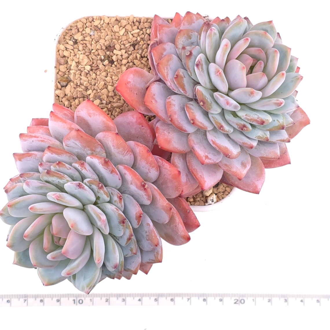 Echeveria ‘Star Orange’ | 星星橙 thumbnail 4