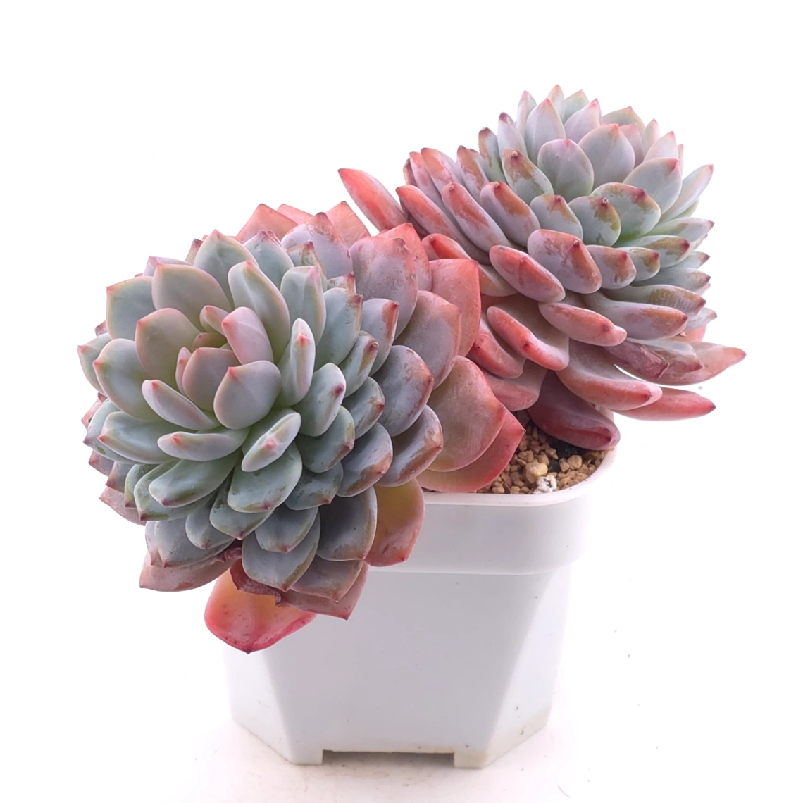 Echeveria ‘Star Orange’ | 星星橙 thumbnail 2