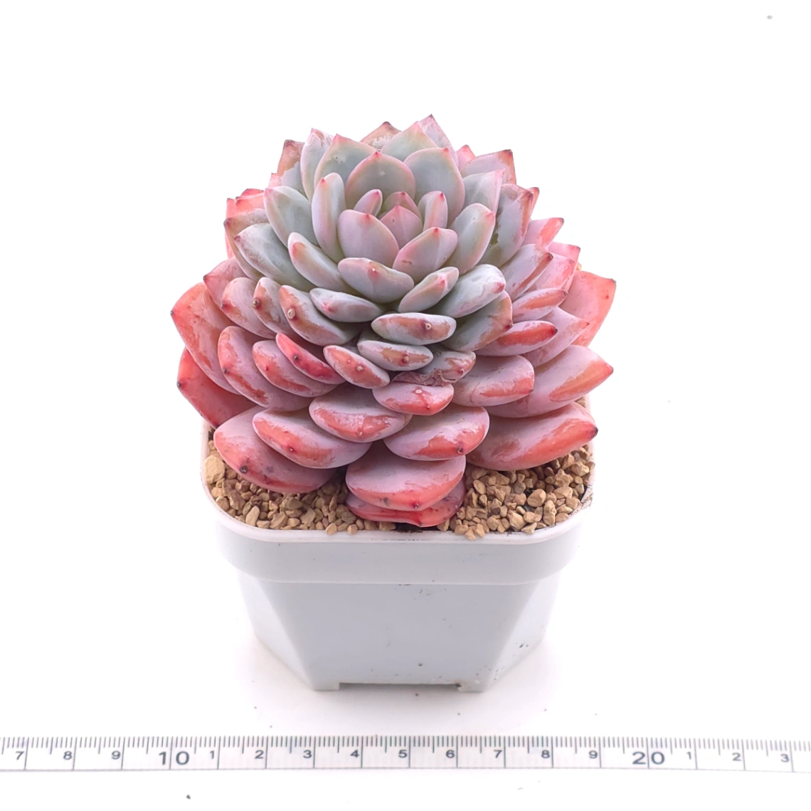 Echeveria ‘Star Orange’ | 星星橙 thumbnail 3