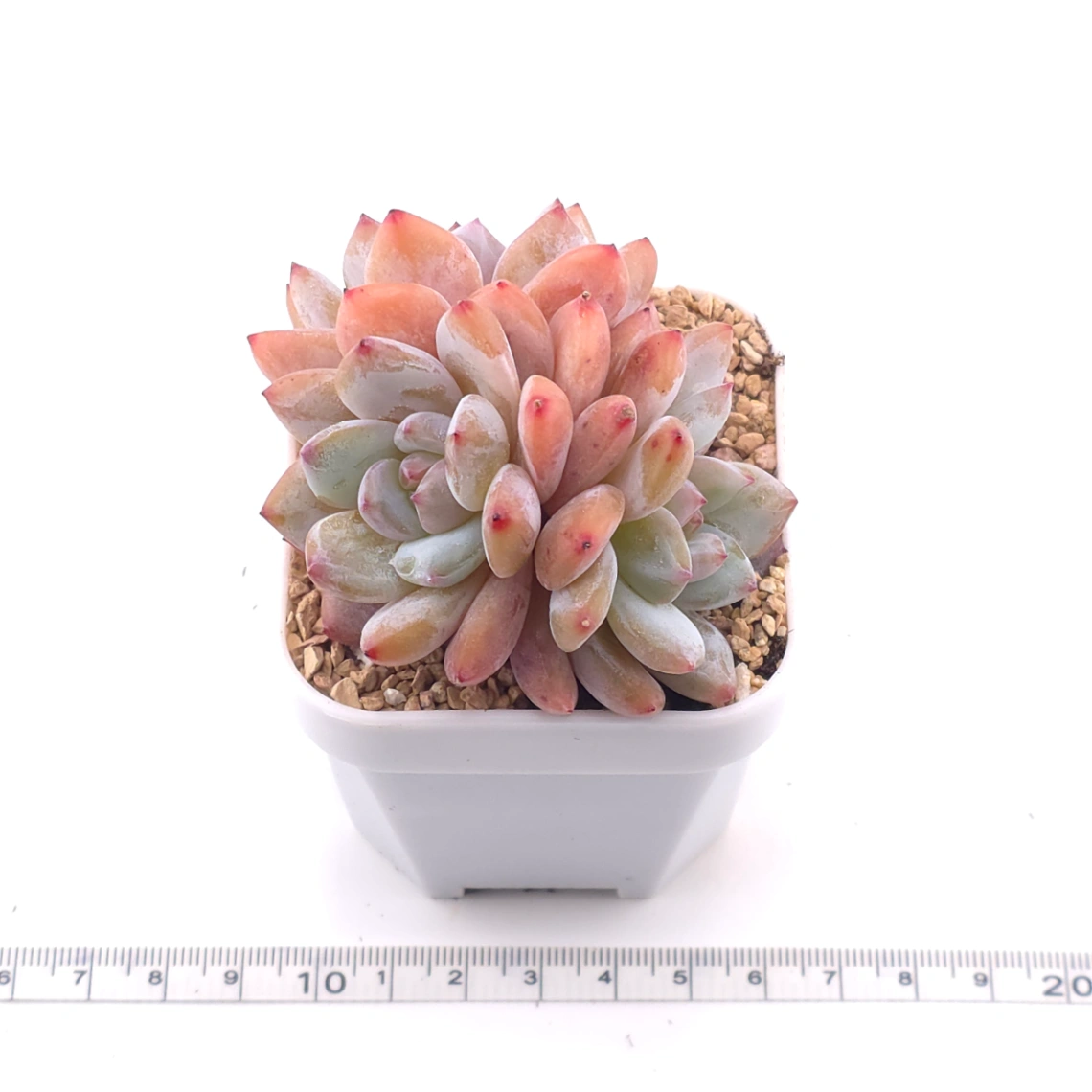 Echeveria ‘Star Snow’ | 星雪 thumbnail 3