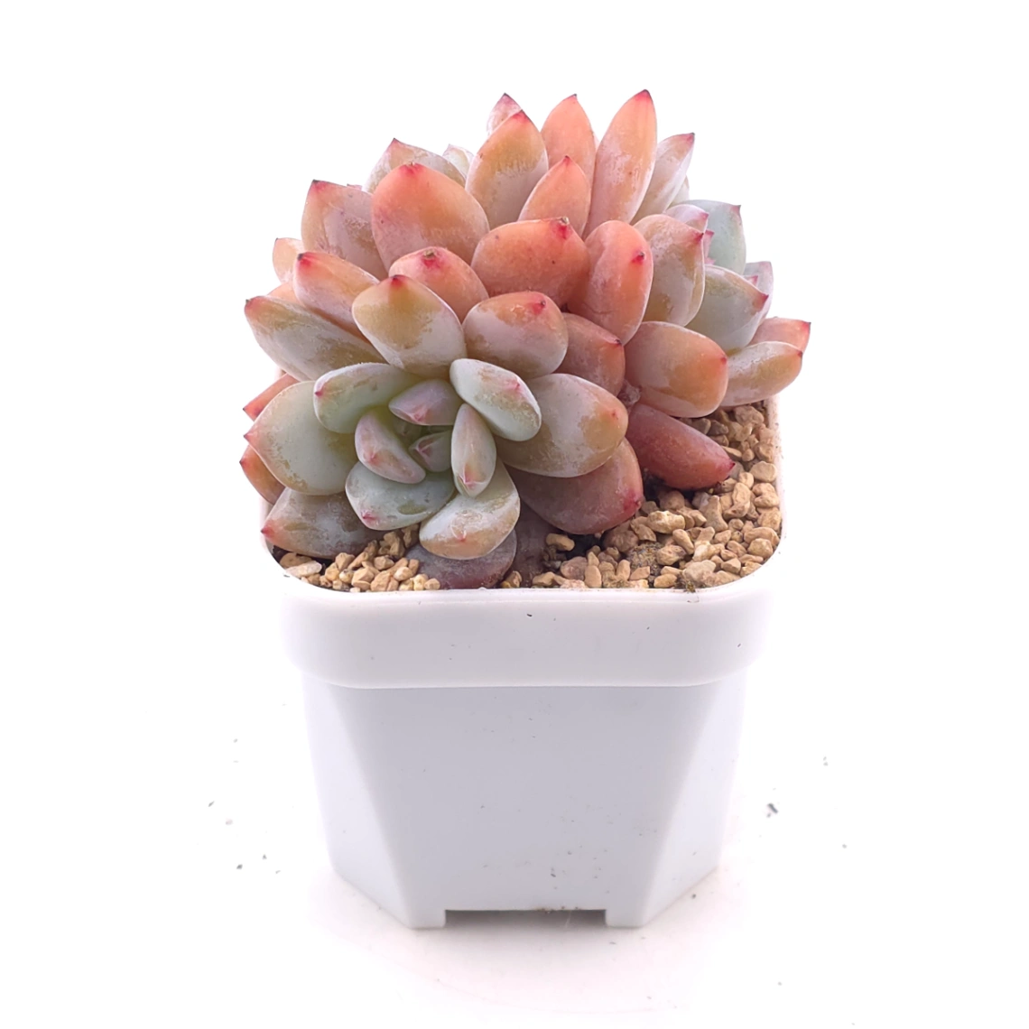 Echeveria ‘Star Snow’ | 星雪 thumbnail 2