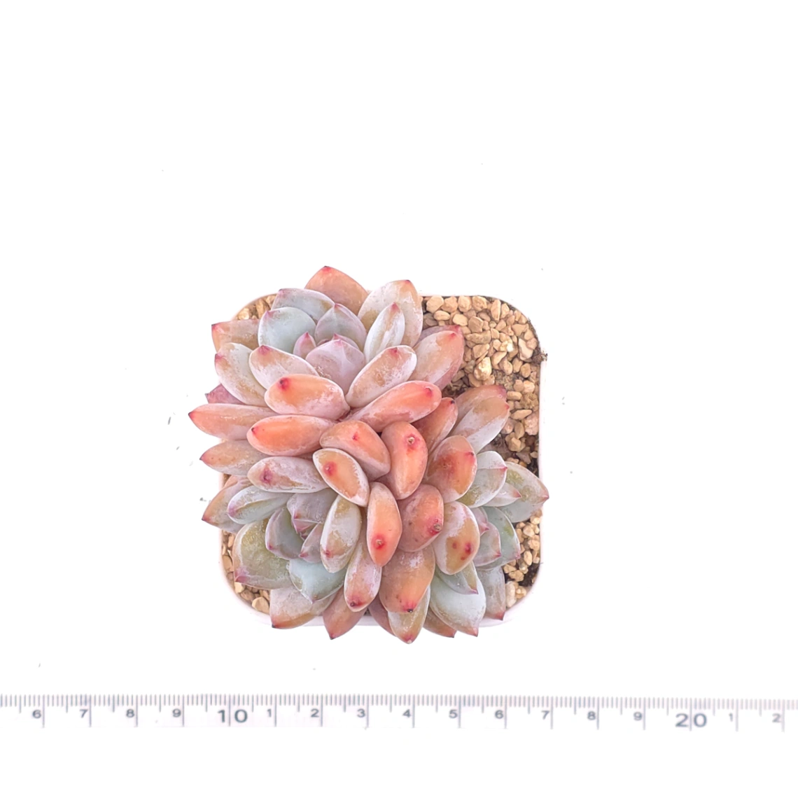 Echeveria ‘Star Snow’ | 星雪 thumbnail 4