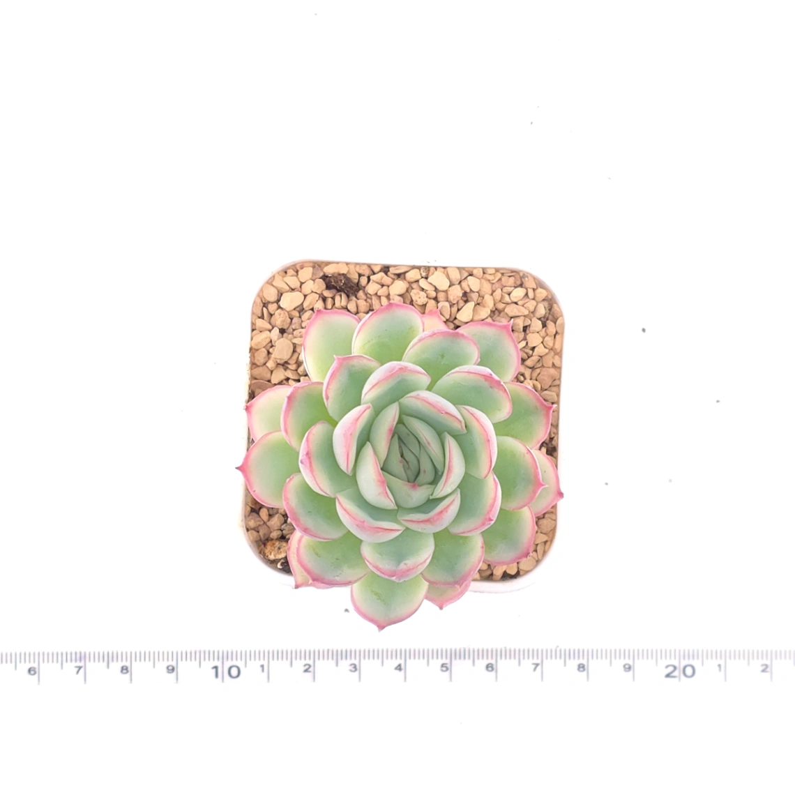 Echeveria ‘Strawberry Ice’ | 草莓冰 thumbnail 4
