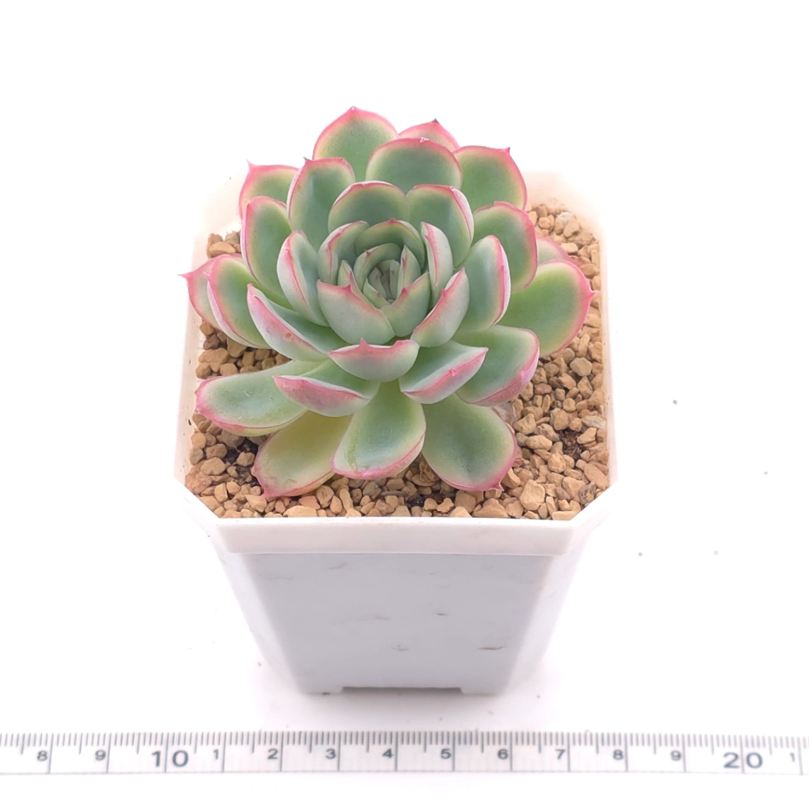 Echeveria ‘Strawberry Ice’ | 草莓冰 thumbnail 3