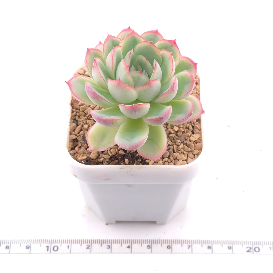 Echeveria ‘Strawberry Ice’ | 草莓冰 thumbnail 3