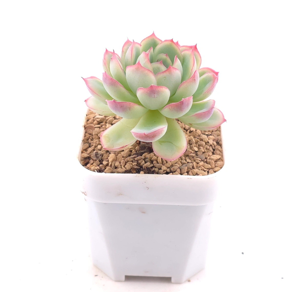 Echeveria ‘Strawberry Ice’ | 草莓冰 thumbnail 2