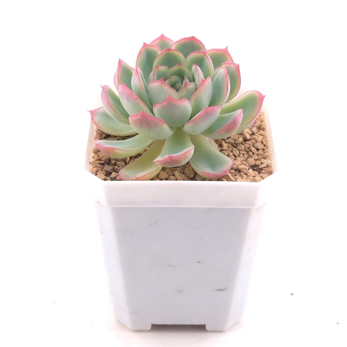 Echeveria ‘Strawberry Ice’ | 草莓冰 thumbnail 2