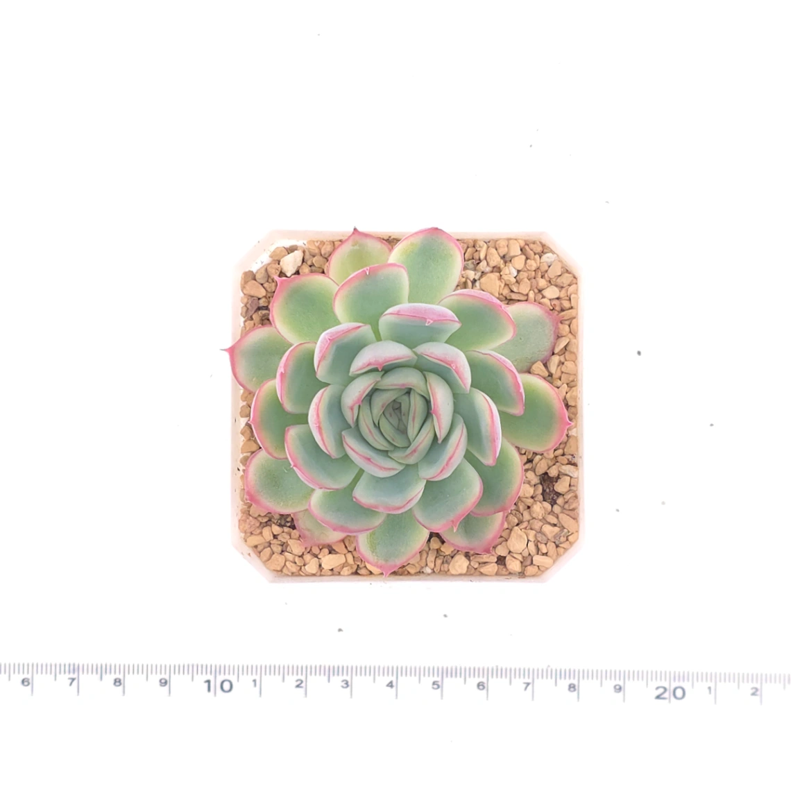 Echeveria ‘Strawberry Ice’ | 草莓冰 thumbnail 4