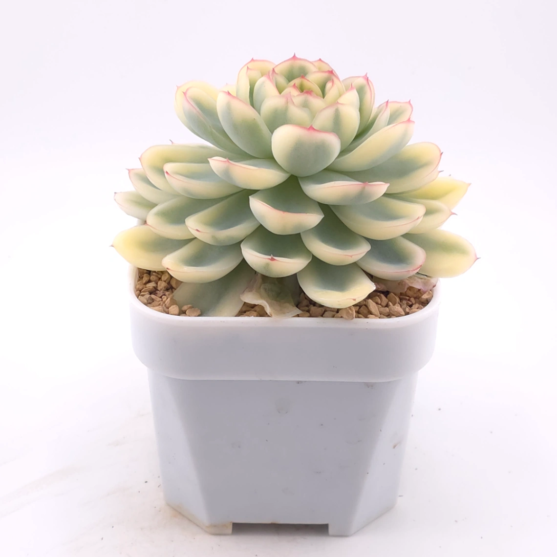 Echeveria ‘Strawberry Ice’ variagated | 草莓冰錦 thumbnail 4