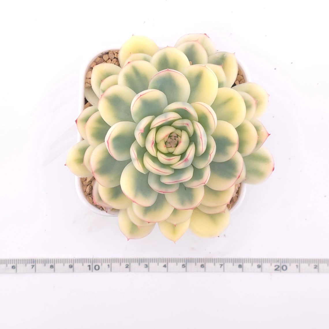 Echeveria ‘Strawberry Ice’ variagated | 草莓冰錦 thumbnail 3
