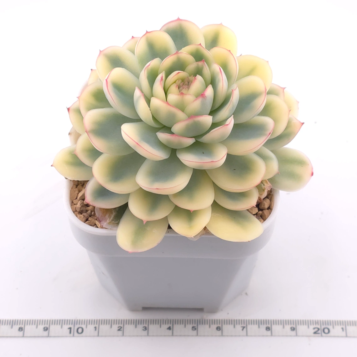 Echeveria ‘Strawberry Ice’ variagated | 草莓冰錦 thumbnail 2