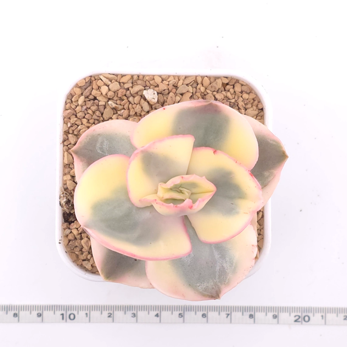 Echeveria 'Suyon' variegated | 初吻 thumbnail 4