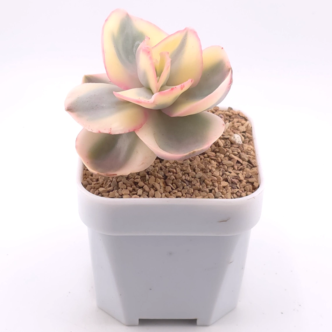 Echeveria 'Suyon' variegated | 初吻 thumbnail 2