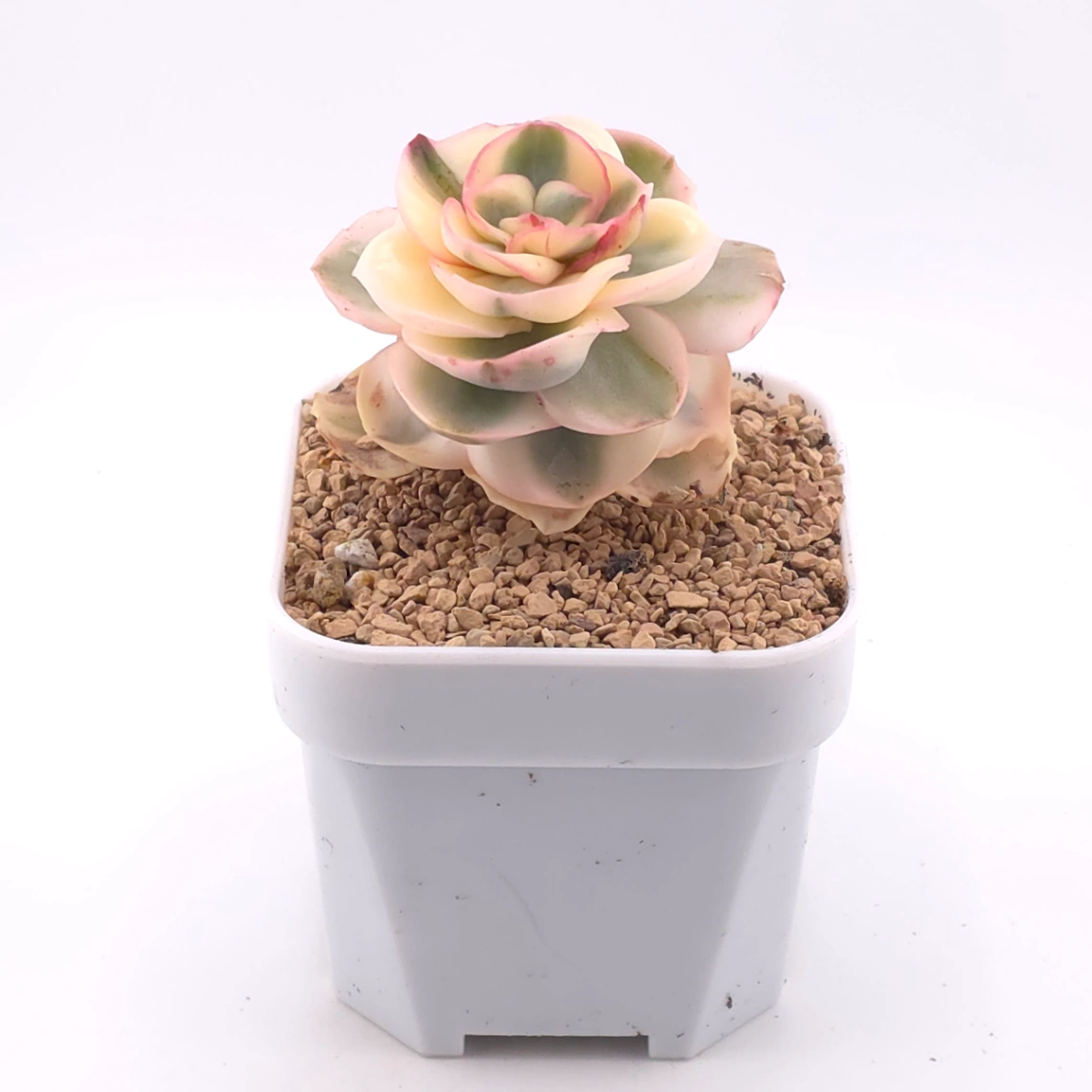 Echeveria 'Suyon' variegated | 初吻 thumbnail 2