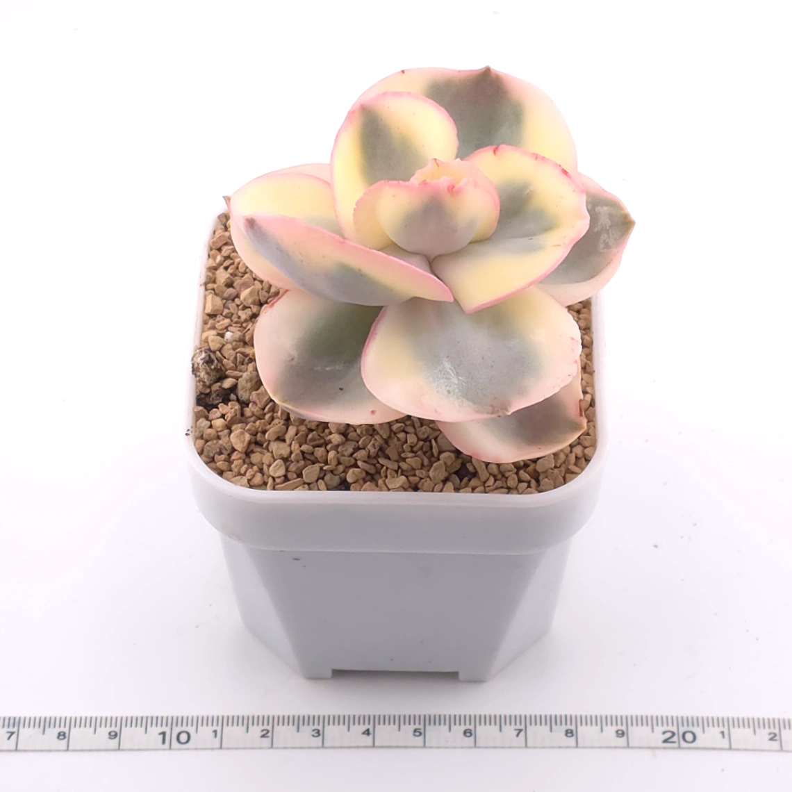 Echeveria 'Suyon' variegated | 初吻 thumbnail 3