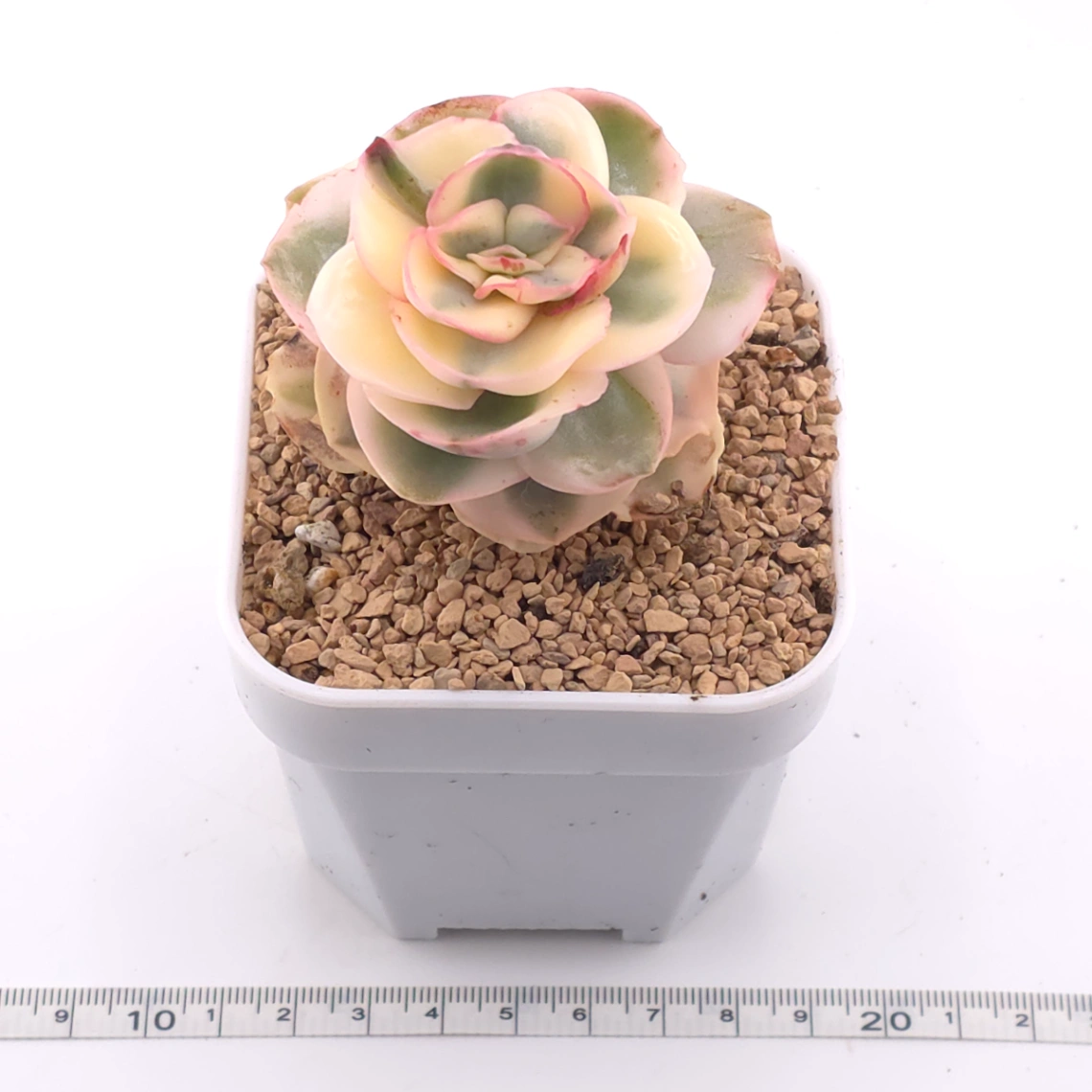 Echeveria 'Suyon' variegated | 初吻 thumbnail 3
