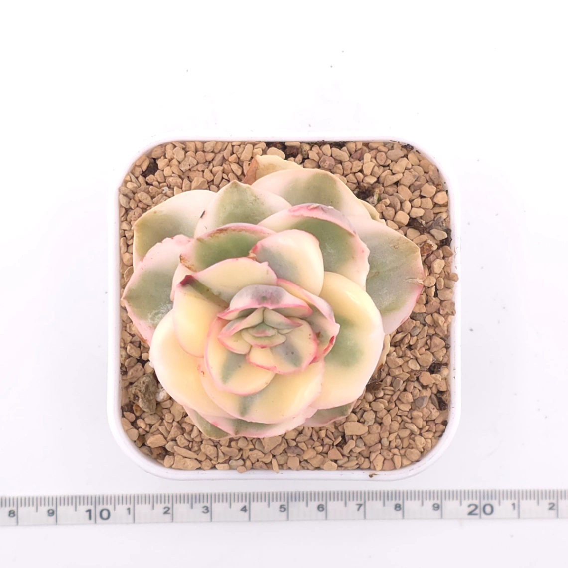 Echeveria 'Suyon' variegated | 初吻 thumbnail 4