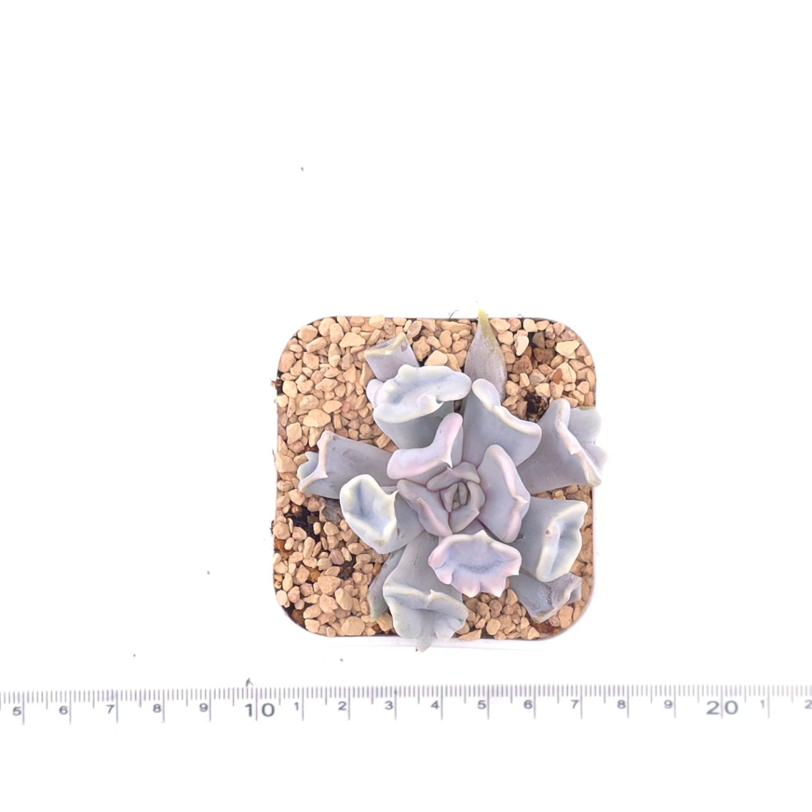 Echeveria ‘Thriller Pearl’ | 戰慄珍珠 thumbnail 4