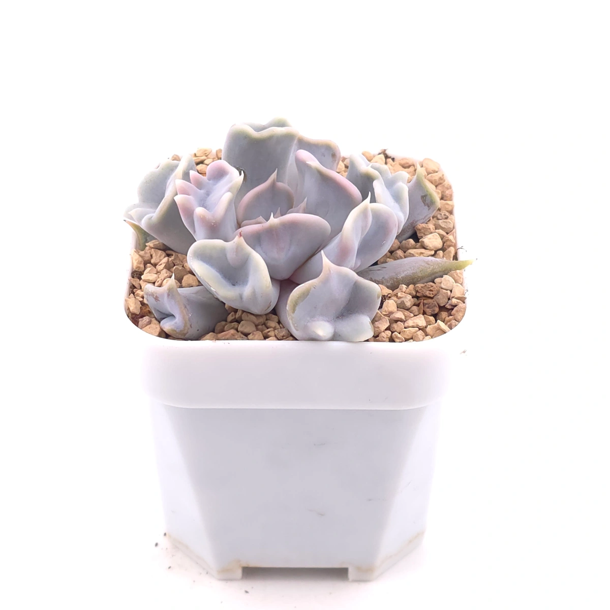 Echeveria ‘Thriller Pearl’ | 戰慄珍珠 thumbnail 2