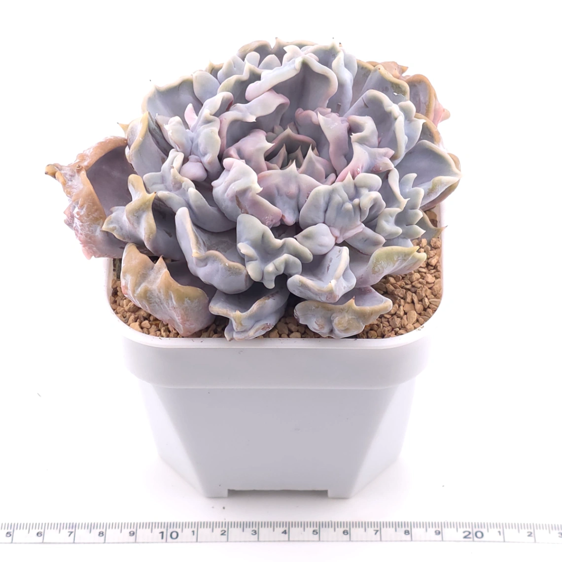 Echeveria ‘Thriller Pearl’ | 戰慄珍珠 thumbnail 3