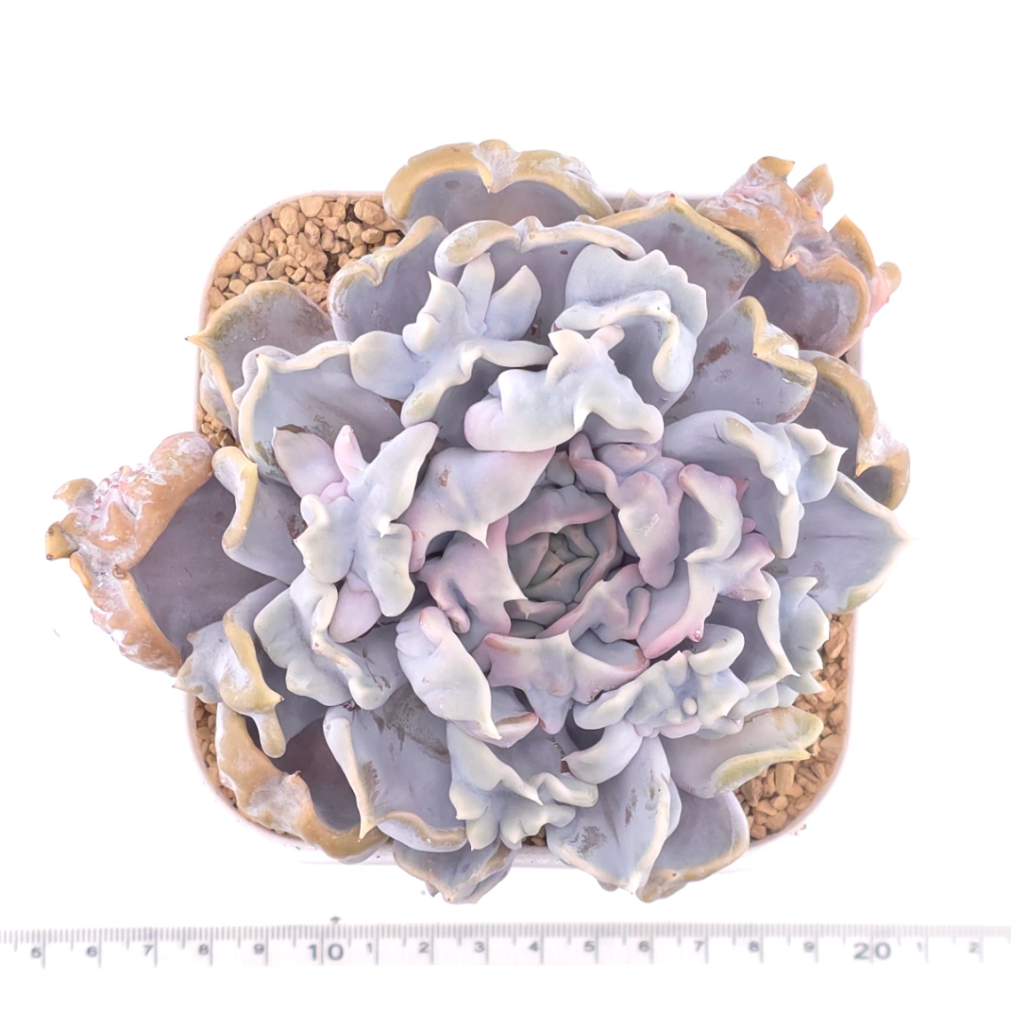 Echeveria ‘Thriller Pearl’ | 戰慄珍珠 thumbnail 4