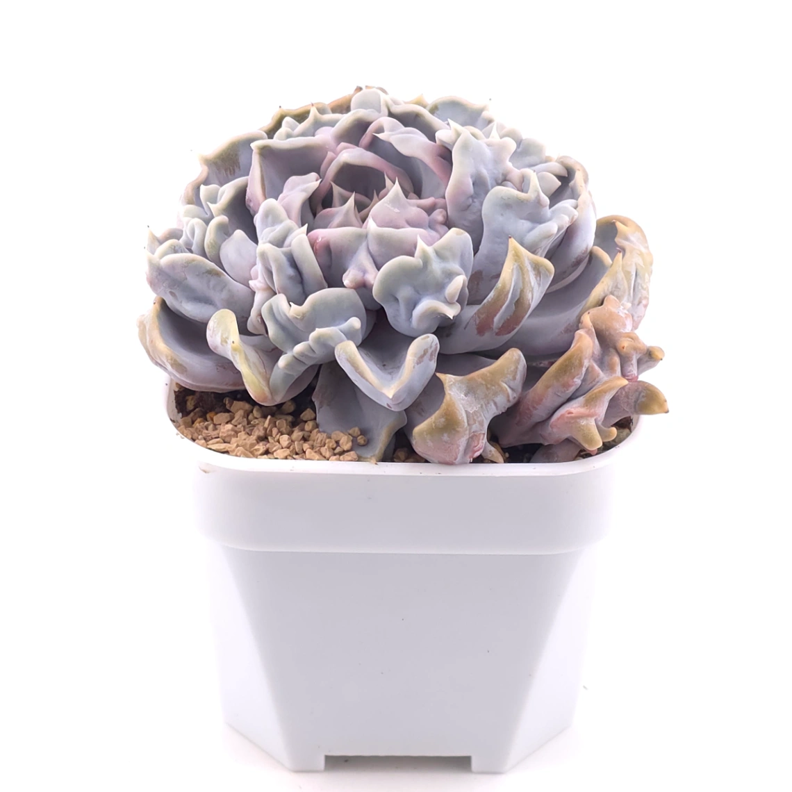 Echeveria ‘Thriller Pearl’ | 戰慄珍珠 thumbnail 2