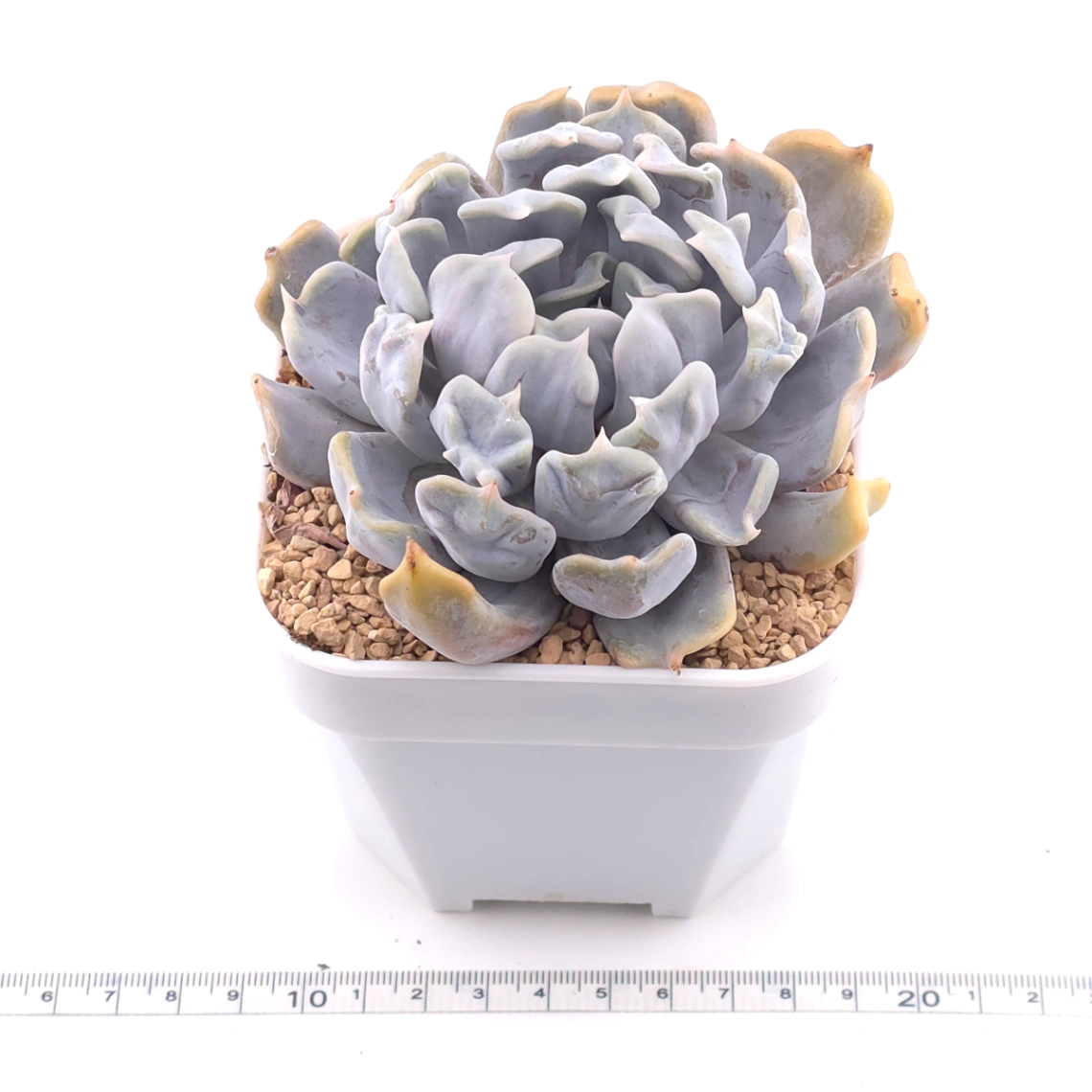 Echeveria ‘Thriller Pearl’ | 戰慄珍珠 thumbnail 3