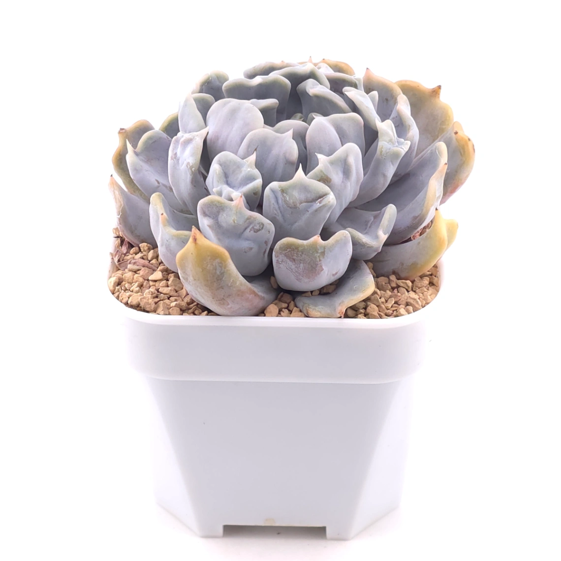 Echeveria ‘Thriller Pearl’ | 戰慄珍珠 thumbnail 2