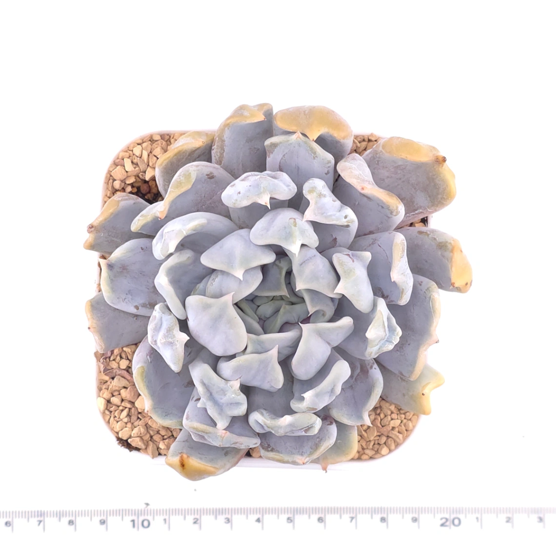 Echeveria ‘Thriller Pearl’ | 戰慄珍珠 thumbnail 4