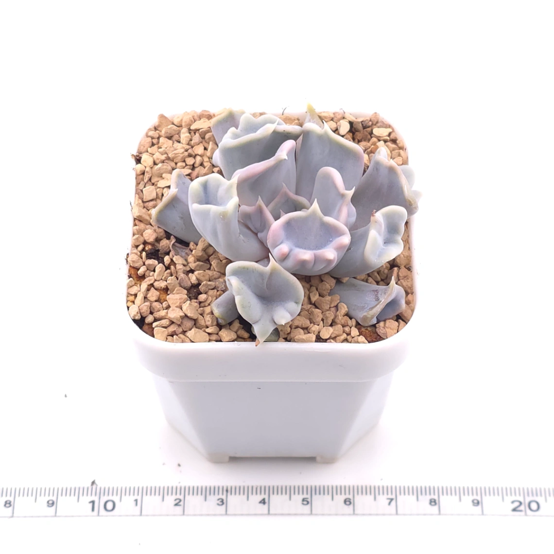 Echeveria ‘Thriller Pearl’ | 戰慄珍珠 thumbnail 3