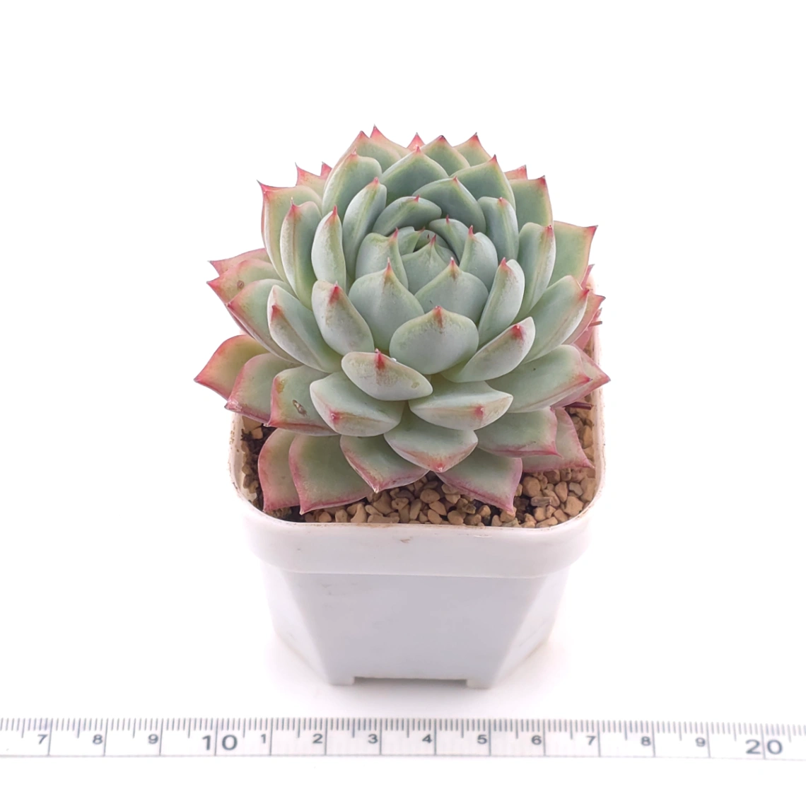 Echeveria ‘Tippy’ | 蒂比 thumbnail 3