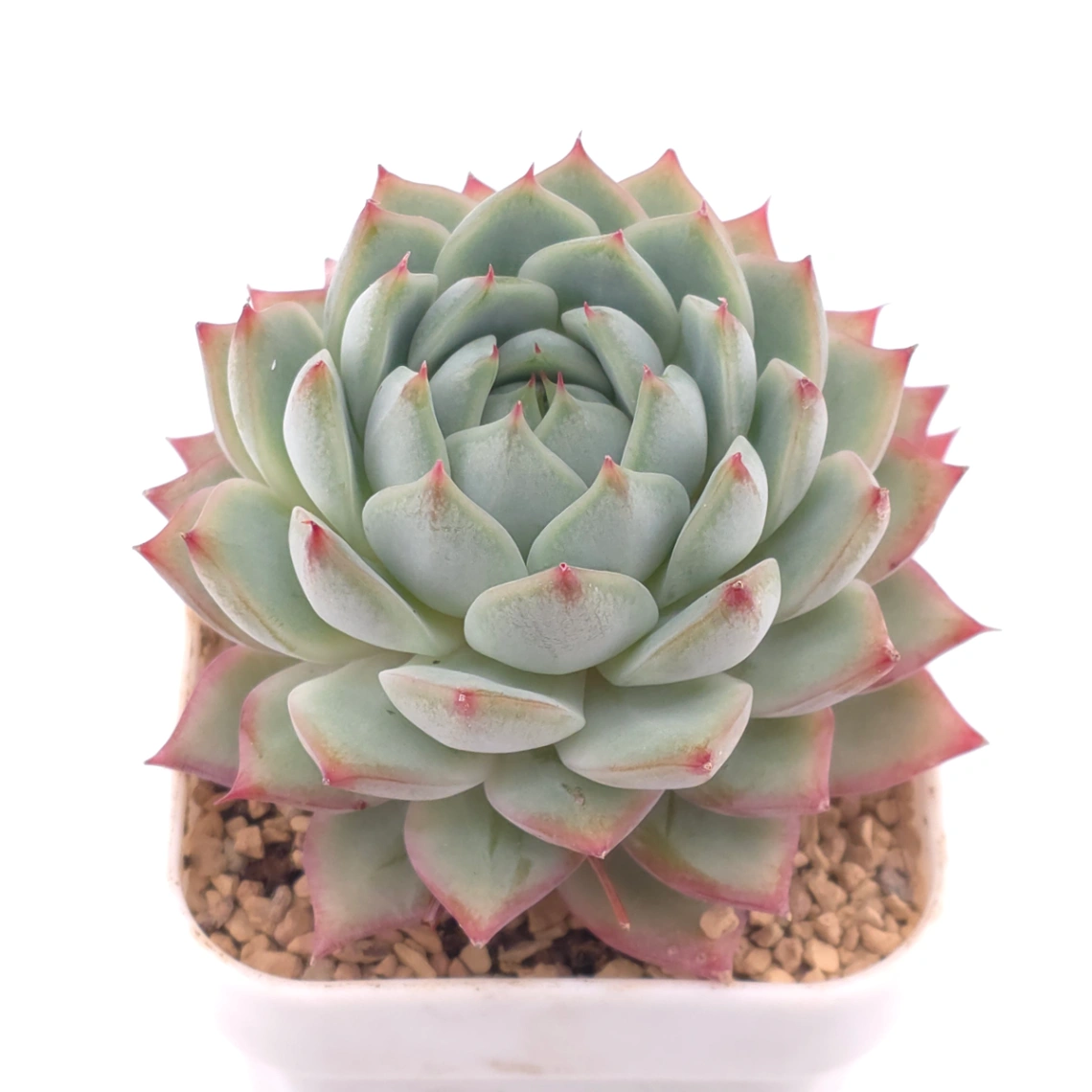 Echeveria ‘Tippy’ | 蒂比 - View 1