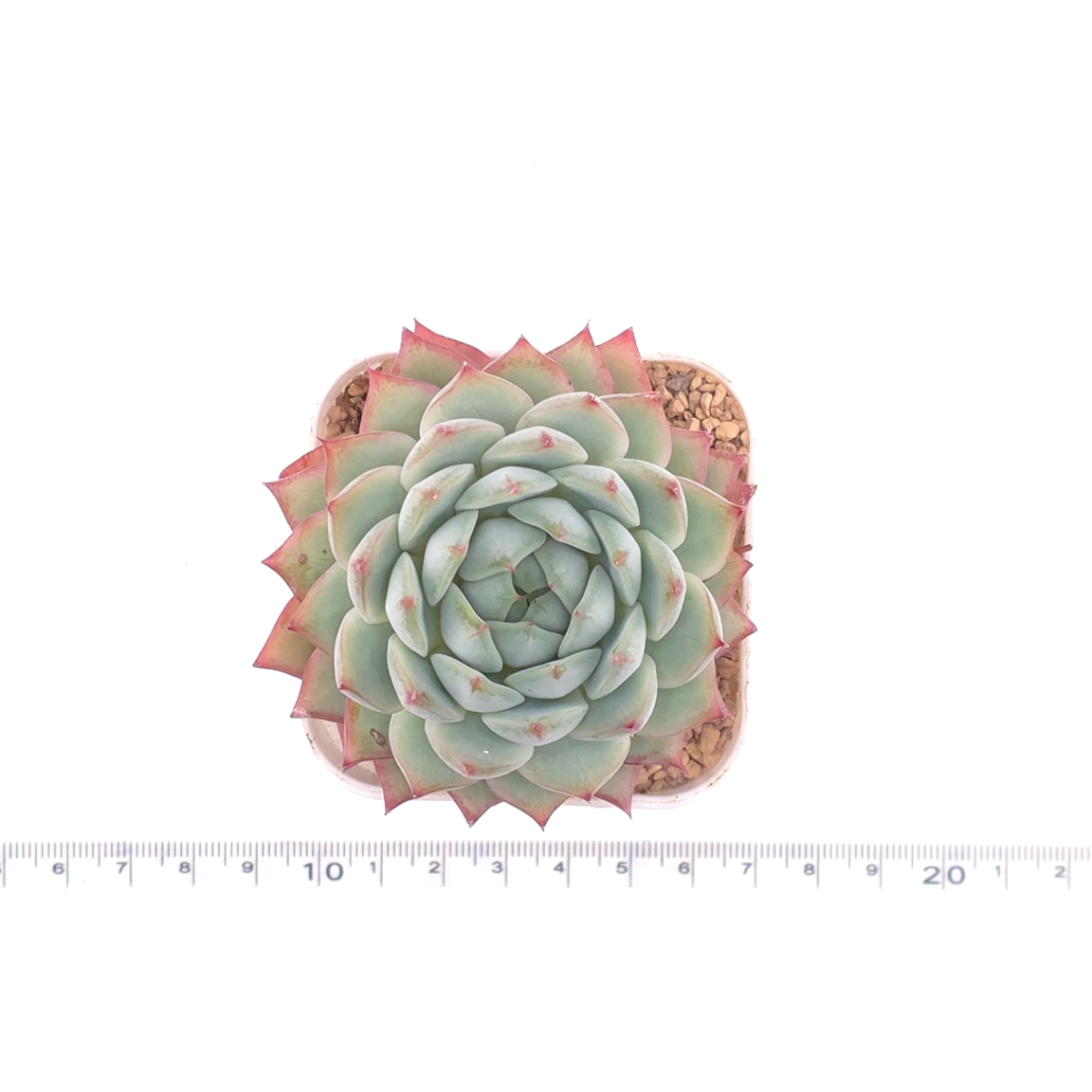 Echeveria ‘Tippy’ | 蒂比 thumbnail 4