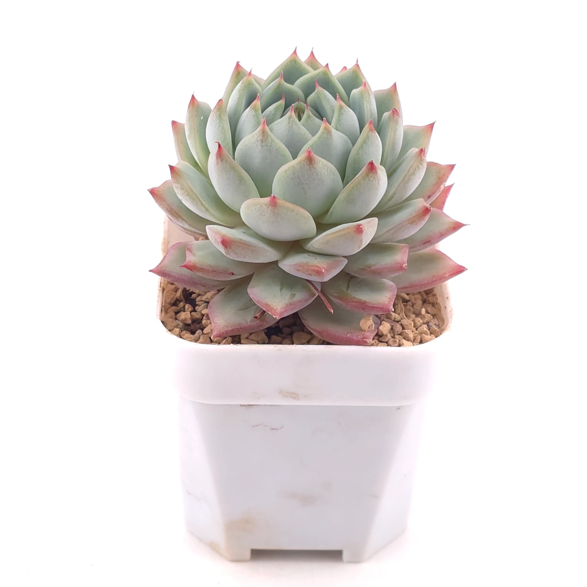 Echeveria ‘Tippy’ | 蒂比 thumbnail 2