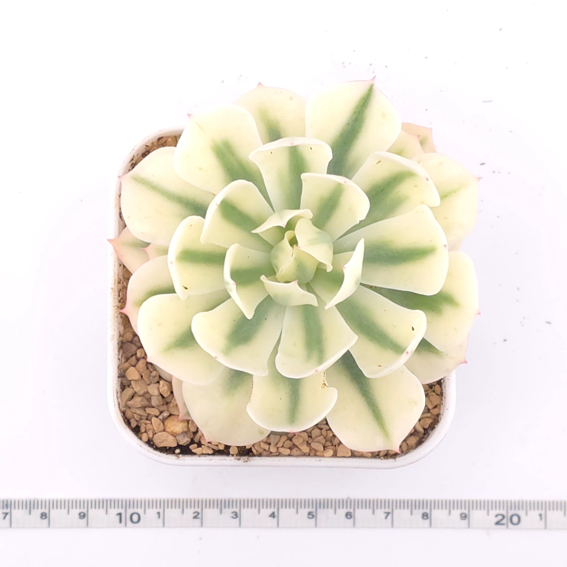 Echeveria 'Tsunami' variagated | 海嘯錦 thumbnail 4