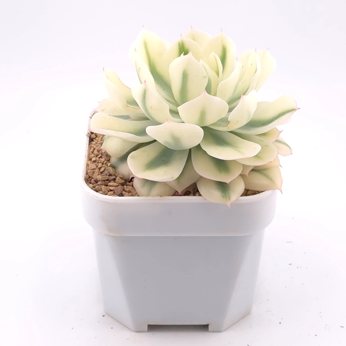 Echeveria 'Tsunami' variagated | 海嘯錦 thumbnail 2