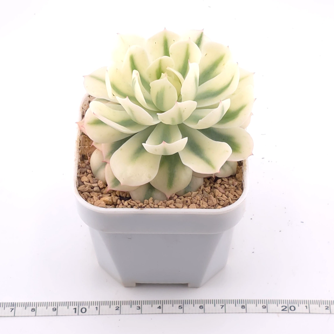 Echeveria 'Tsunami' variagated | 海嘯錦 thumbnail 3