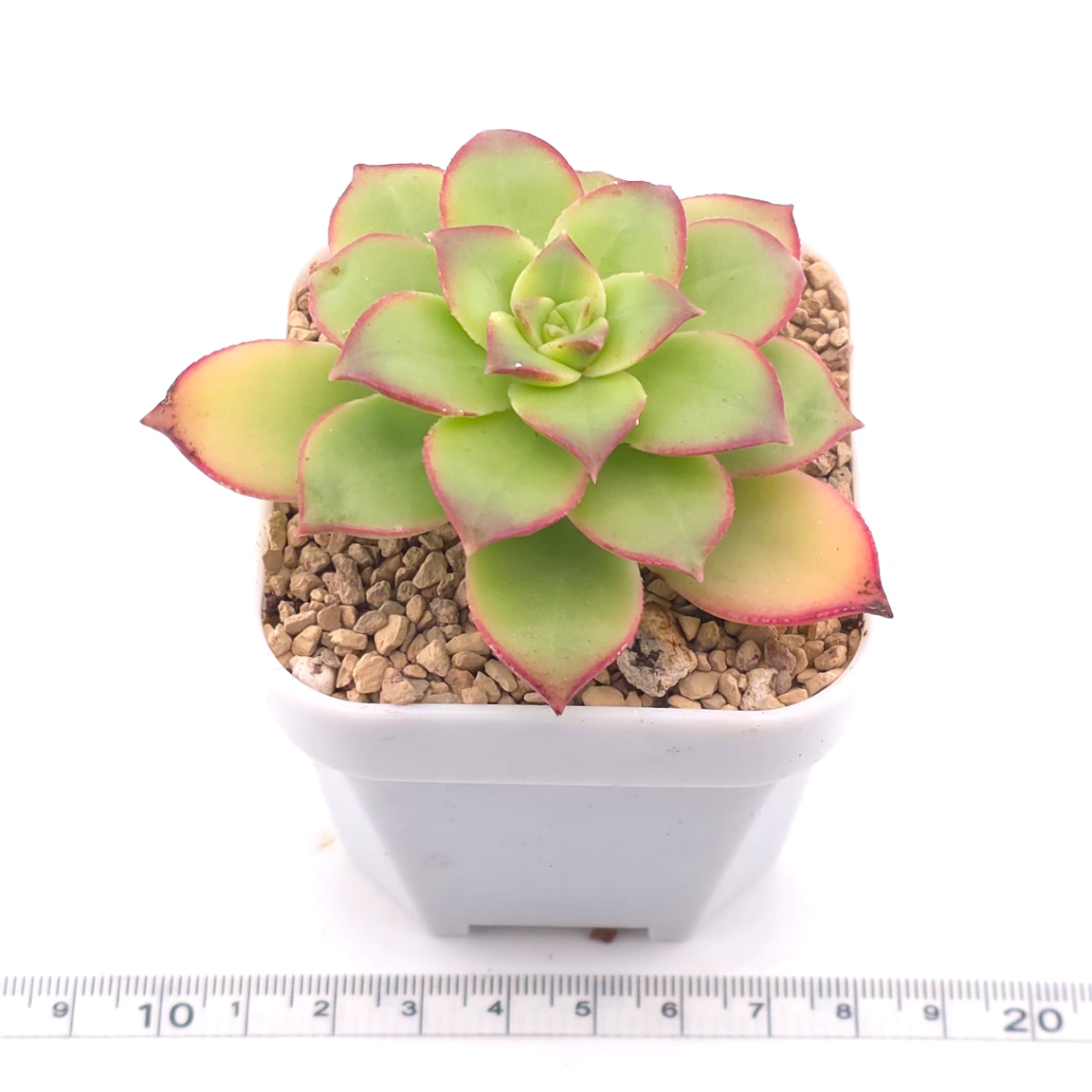 Aeonium 'Kiwi' | 紅緣蓮花掌 thumbnail 3