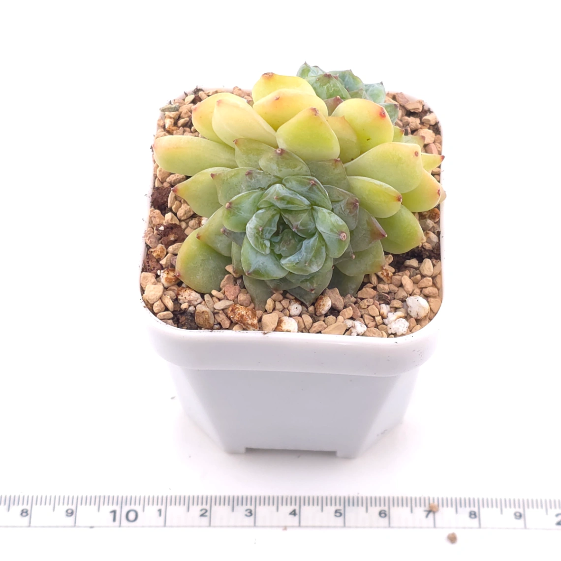 Echeveria ‘Ice Mountain’ | 冰山美人 thumbnail 3
