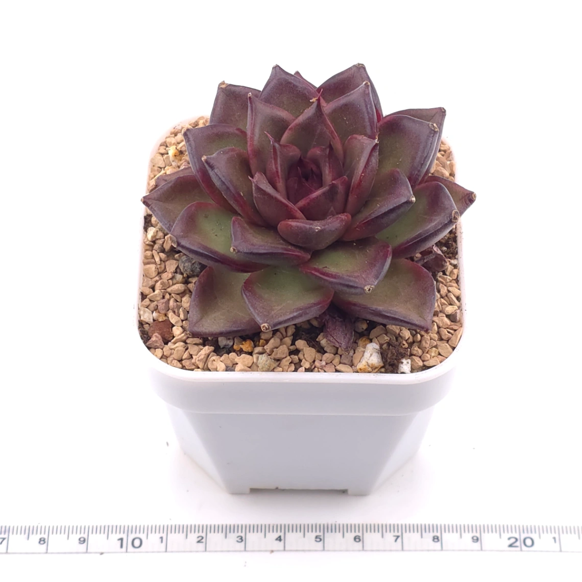 Echeveria 'Fat Rose' | 胖胖玫瑰 thumbnail 3