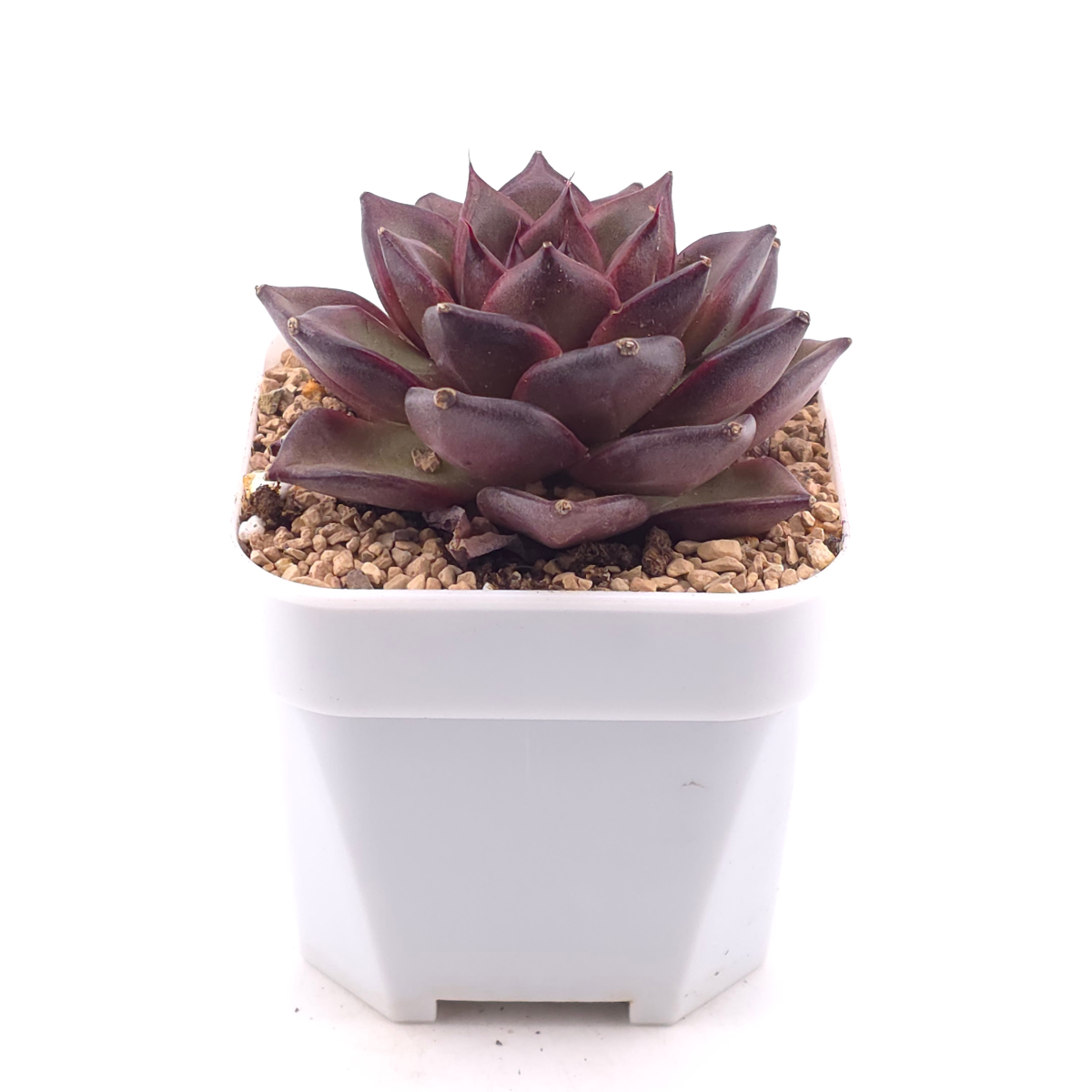 Echeveria 'Fat Rose' | 胖胖玫瑰 thumbnail 2