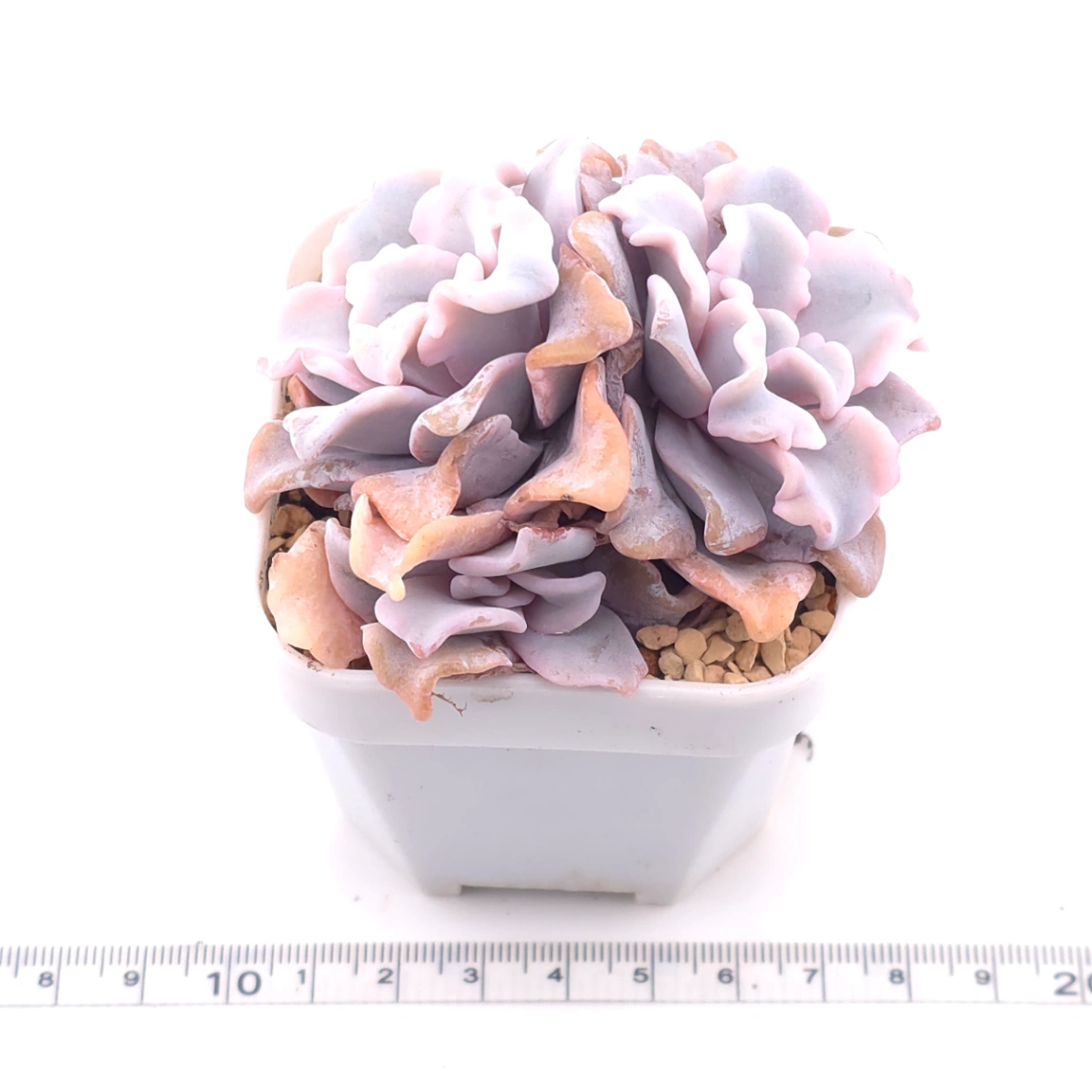 Echeveria 'White Madiba' | 白餃子皮 thumbnail 3